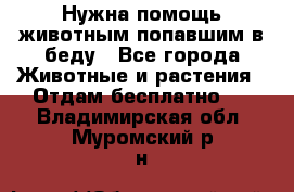 Нужна помощь животным попавшим в беду - Все города Животные и растения » Отдам бесплатно   . Владимирская обл.,Муромский р-н